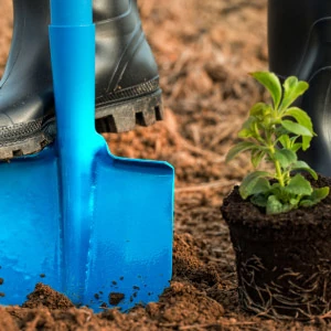 Planting 